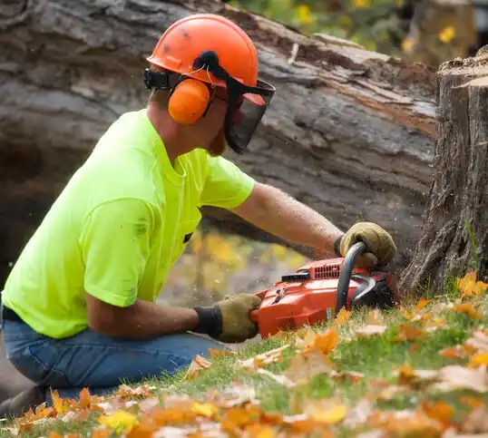 tree services Madison Park